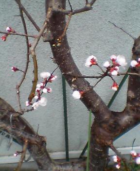080322_002.jpg