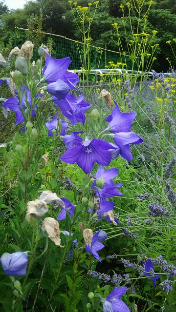 花の写真