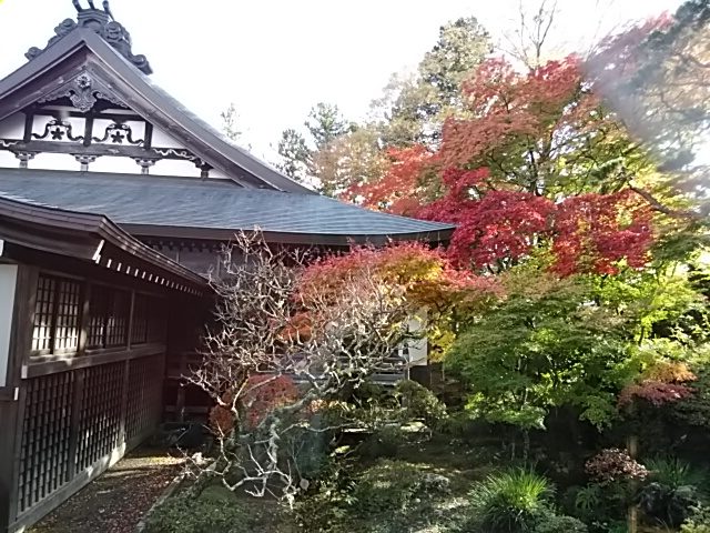 富士吉田市正福寺のもみじ