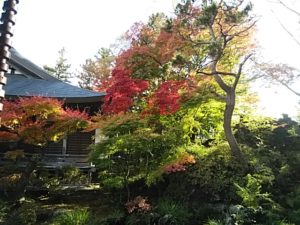 富士吉田市正福寺のもみじ