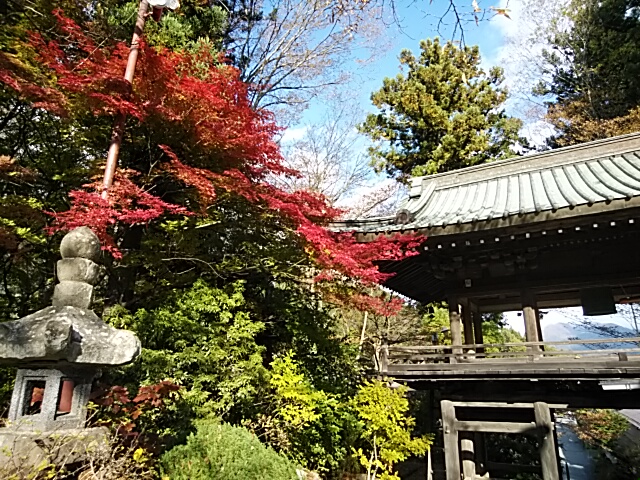 富士吉田市正福寺のもみじ