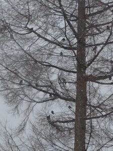 木に宿る小鳥