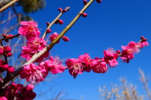 梅の花