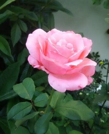 薔薇の花