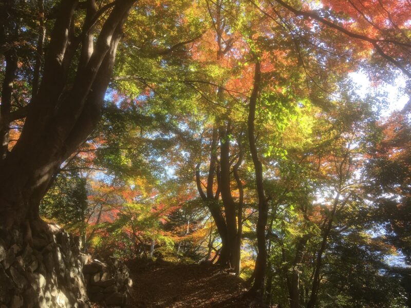 身延山の紅葉