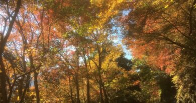 身延山の紅葉