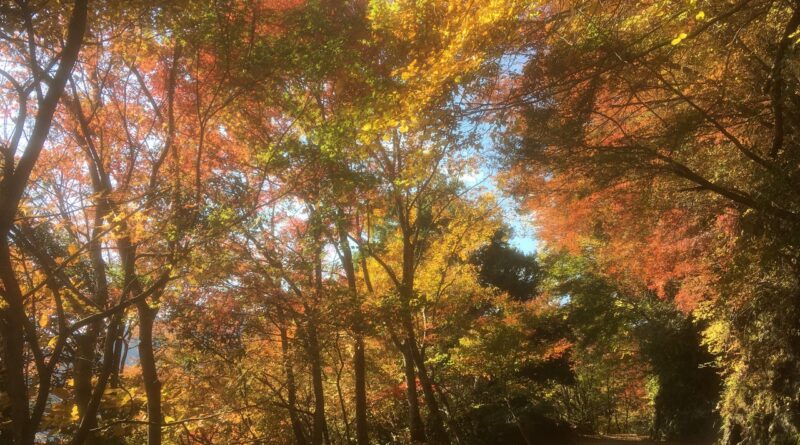 身延山の紅葉