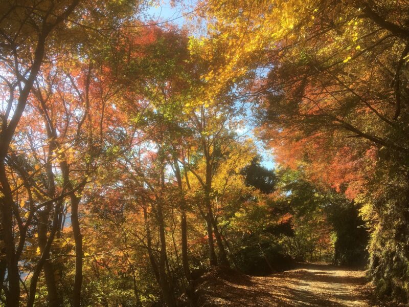 身延山の紅葉