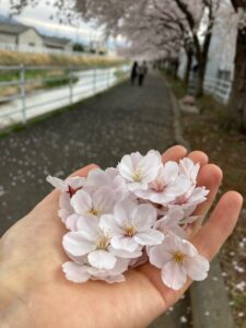 桜の花