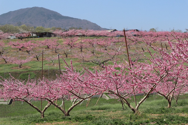 桃の花