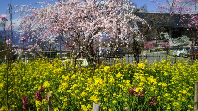 菜の花と桜