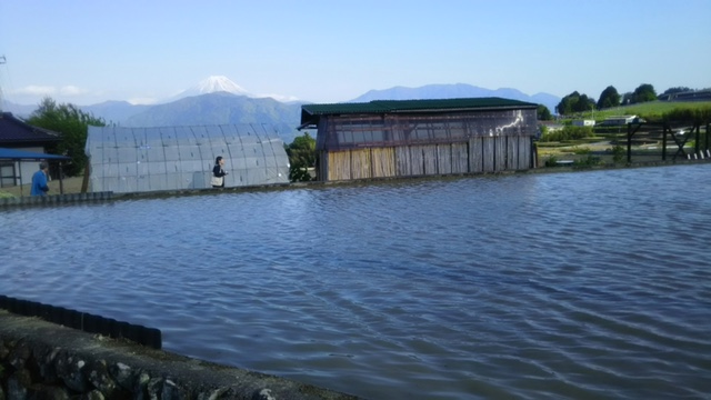 富士山