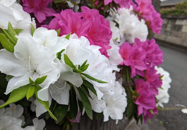 花