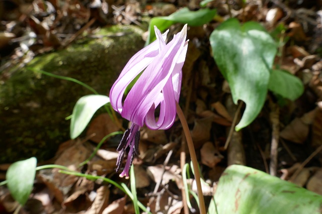 花の写真