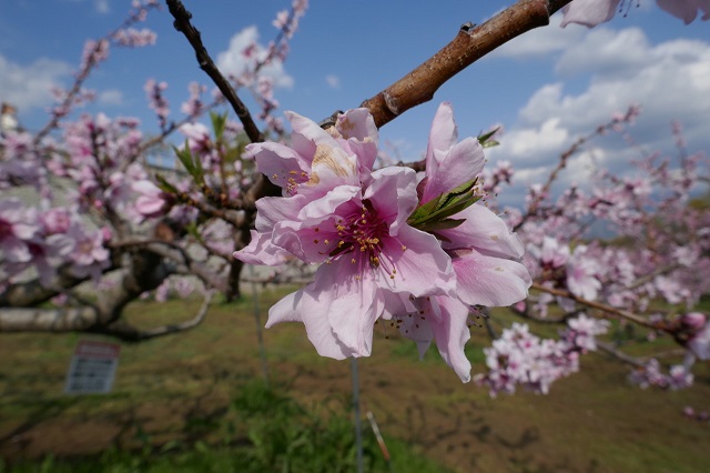 花の写真