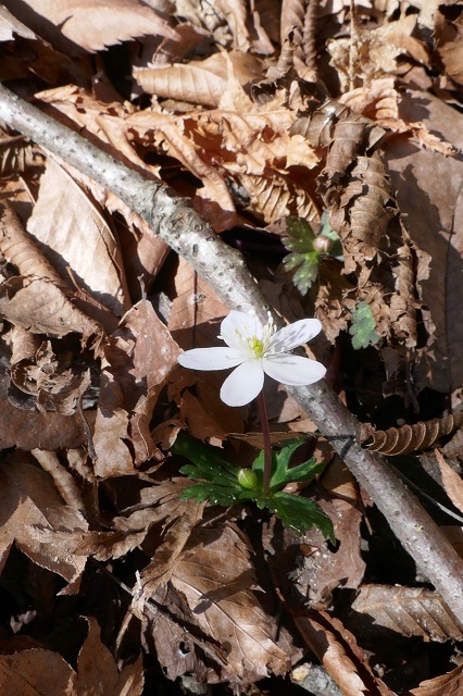 山野草