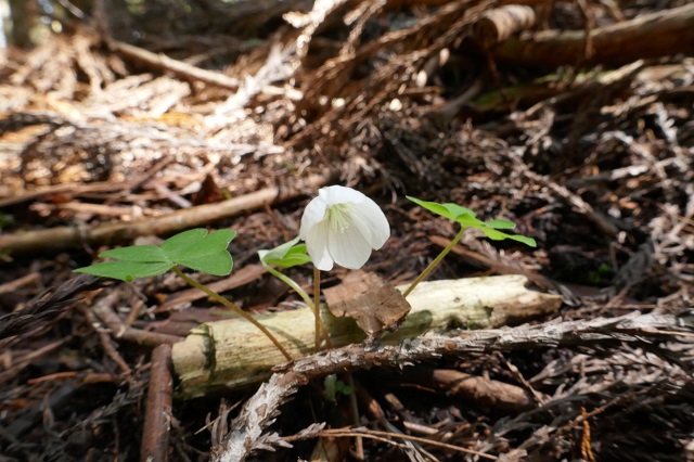 山の野草