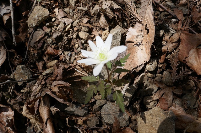 山の野草