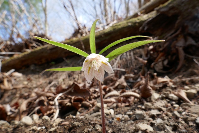 山の野草