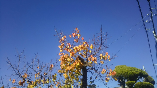 木と空の写真