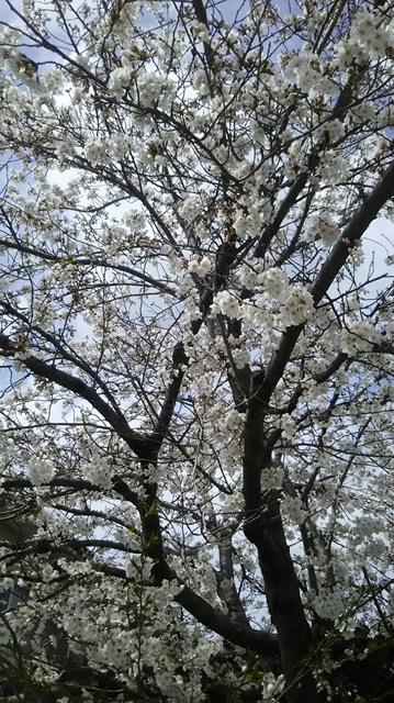 桜の写真