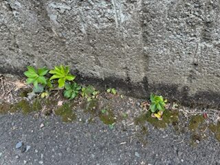 草の写真