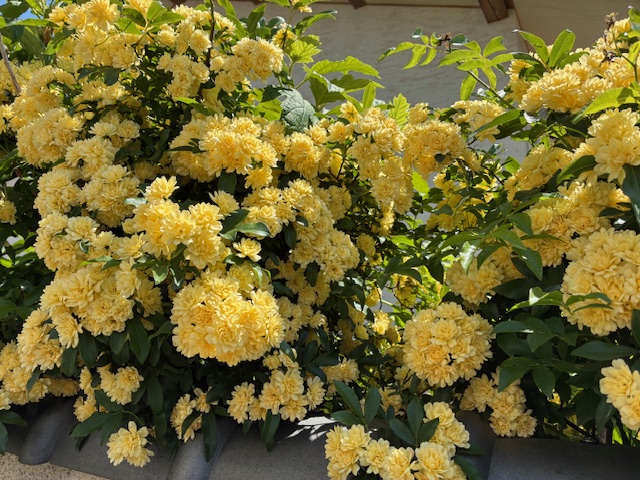 花の写真