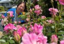 薔薇園