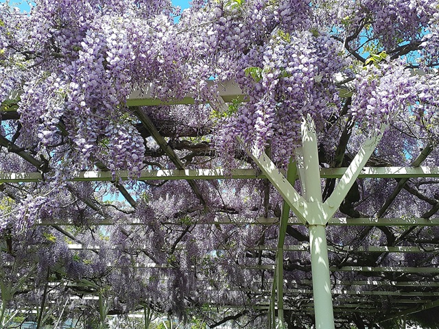 ふじの花