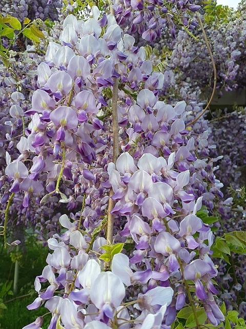 ふじの花