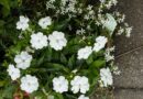 夏の花
