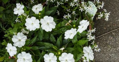 夏の花
