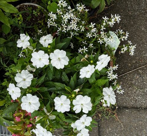 夏の花