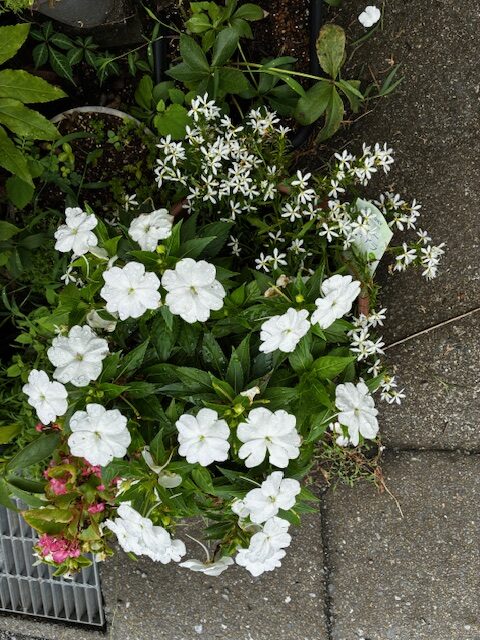 夏の花