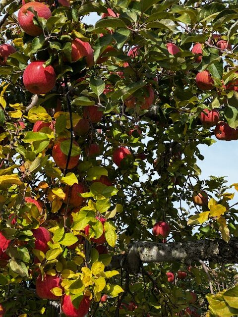 りんごの木