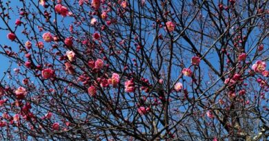 枝が上向きの梅の花