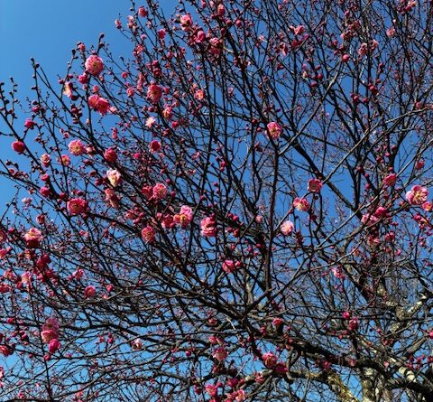 枝が上向きの梅の花