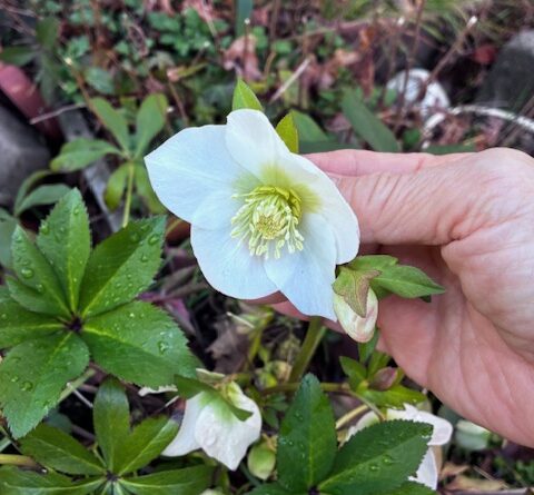 クリスマスローズ