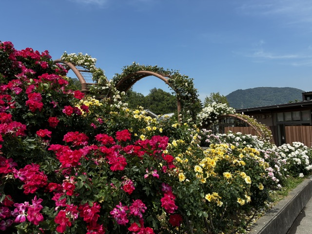 薔薇園赤と黄色
