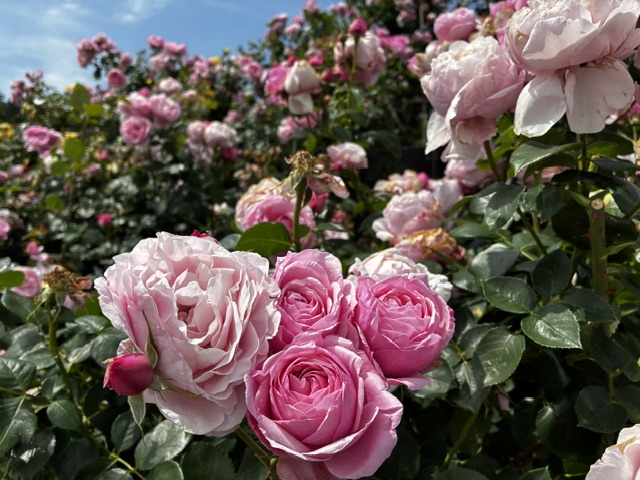 薔薇園ピンクのバラ