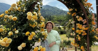 薔薇園黄色