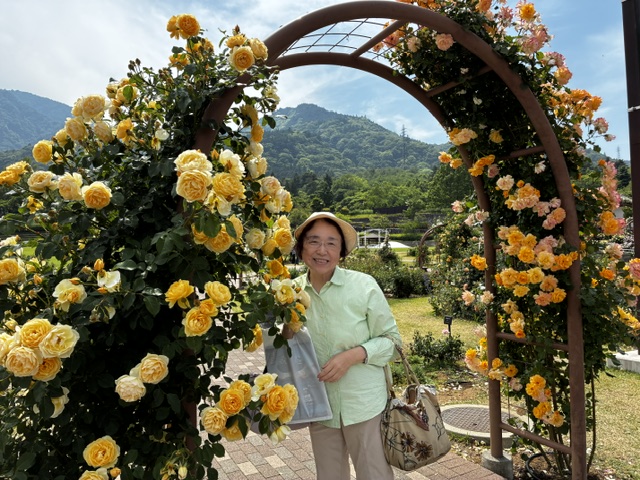 薔薇園黄色